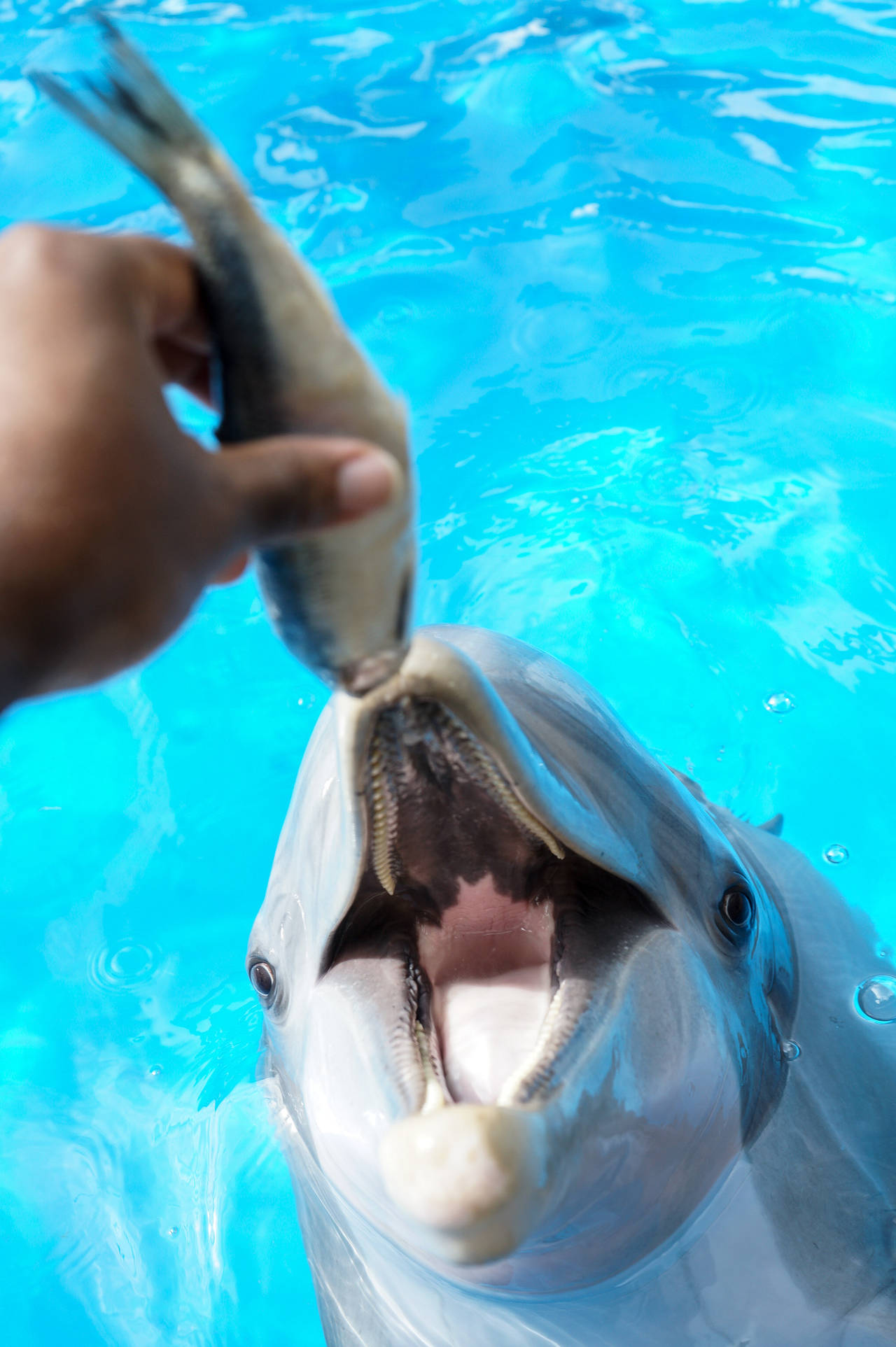 Take a deep dive into SeaWorld's tour experiences